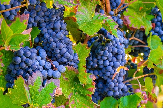 USA : la filière viticole plaide pour un moratoire sur les taxes ou pour une aide européenne compensatoire