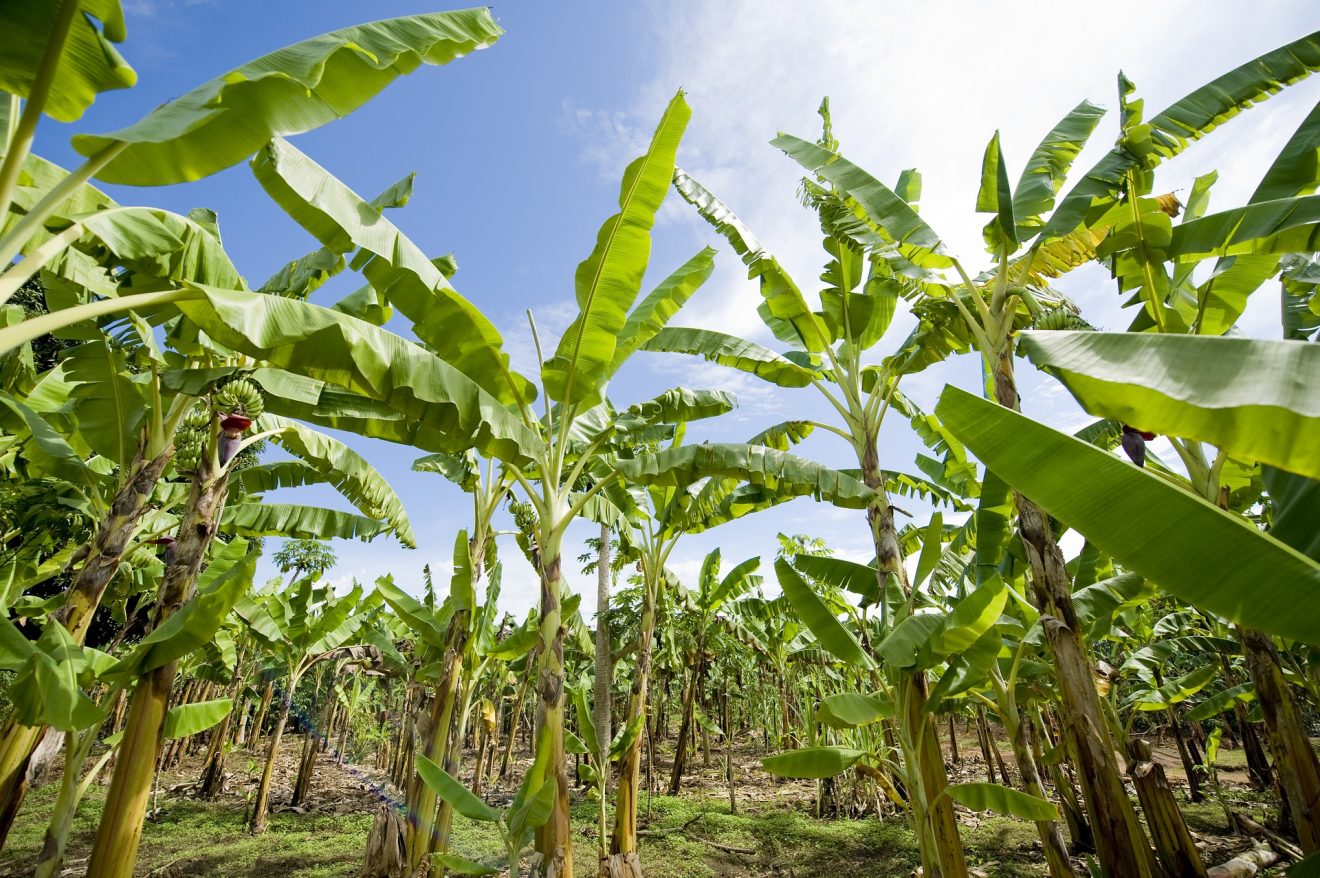 La banane africaine face à la concurrence des géants latino-américains