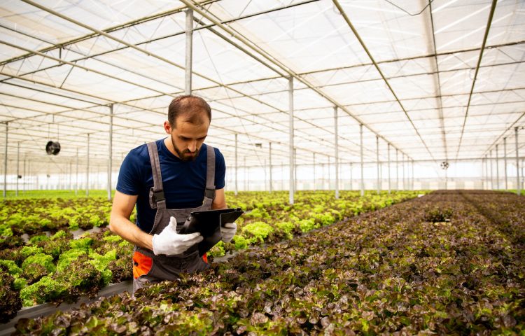Worker in greenhouse with tablet in hand following something on screen. Fresh salad plantation