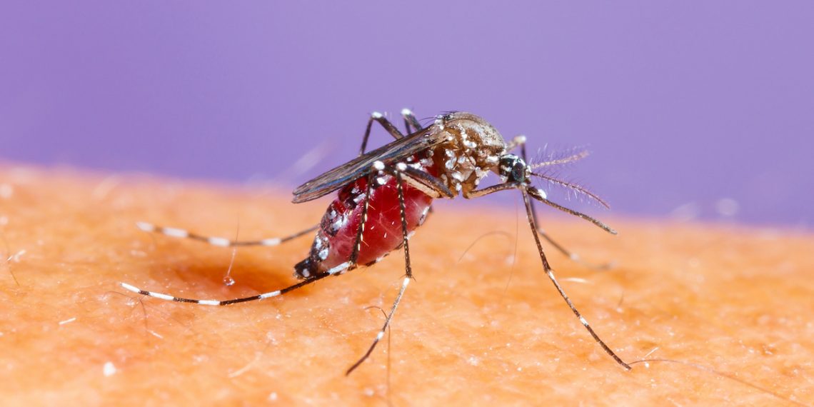 Close up aedes albopictus mosquito, pest animal, contagion
