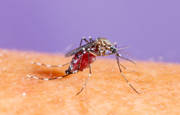 Close up aedes albopictus mosquito, pest animal, contagion