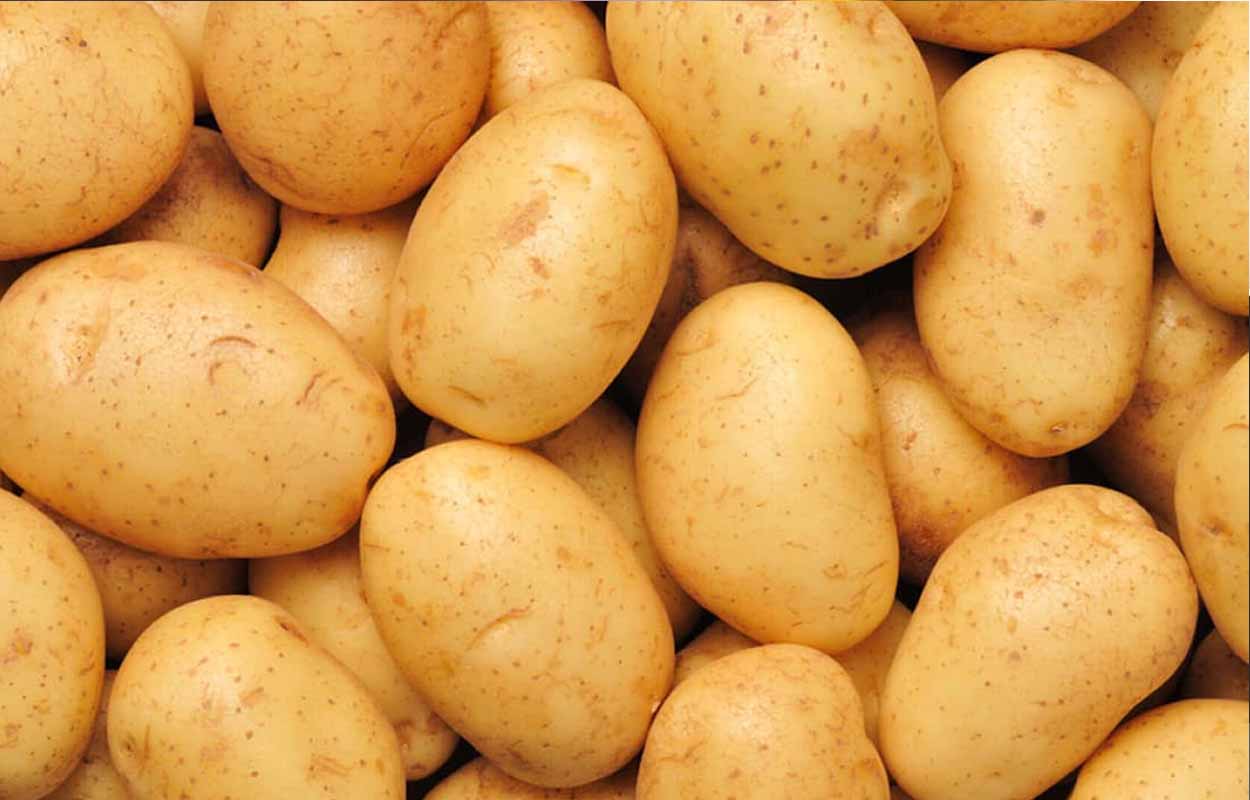 Une année « noire » pour la France, première exportatrice mondiale de pommes de terre