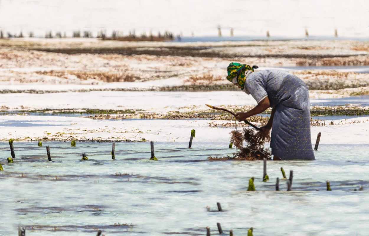 Les nouvelles promesses du marché mondial des algues chiffrées à 11 milliards USD